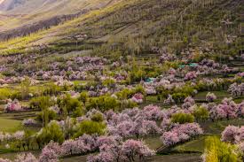 Apricot orchards pakistan